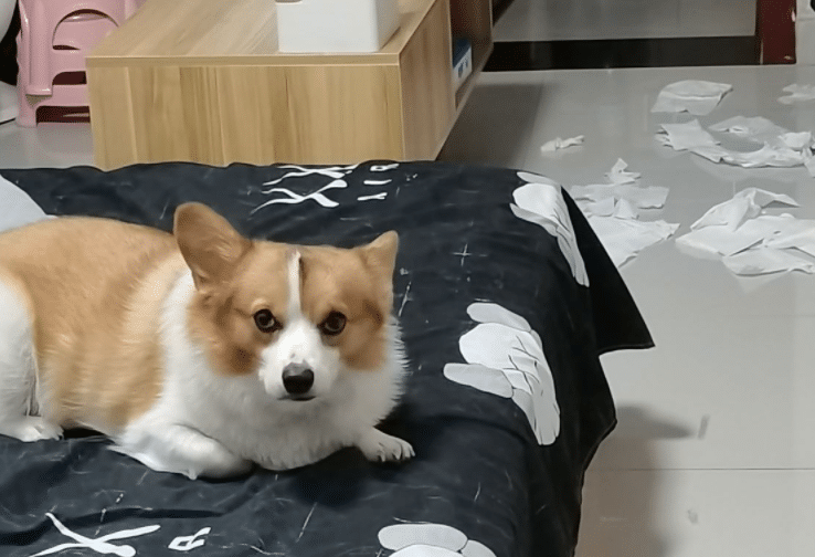 拆家成果展示