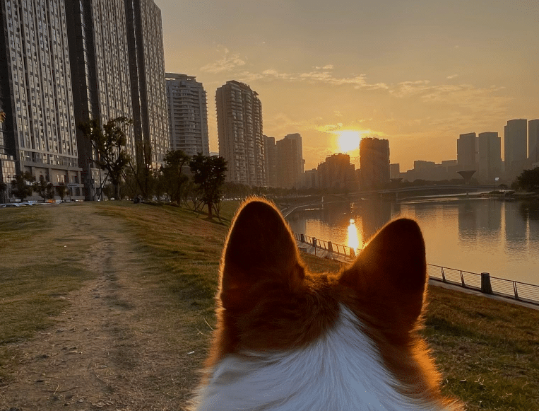 太阳与美味