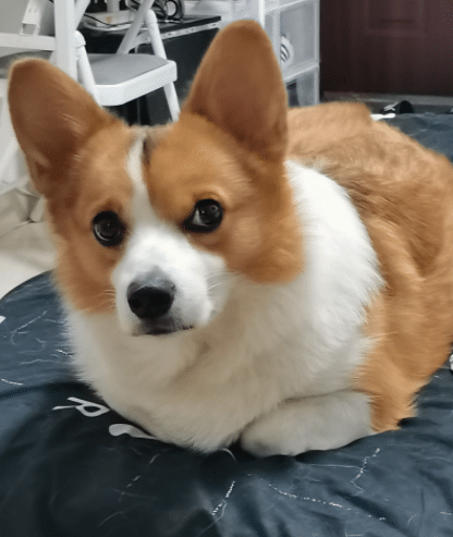 孵蛋坐姿