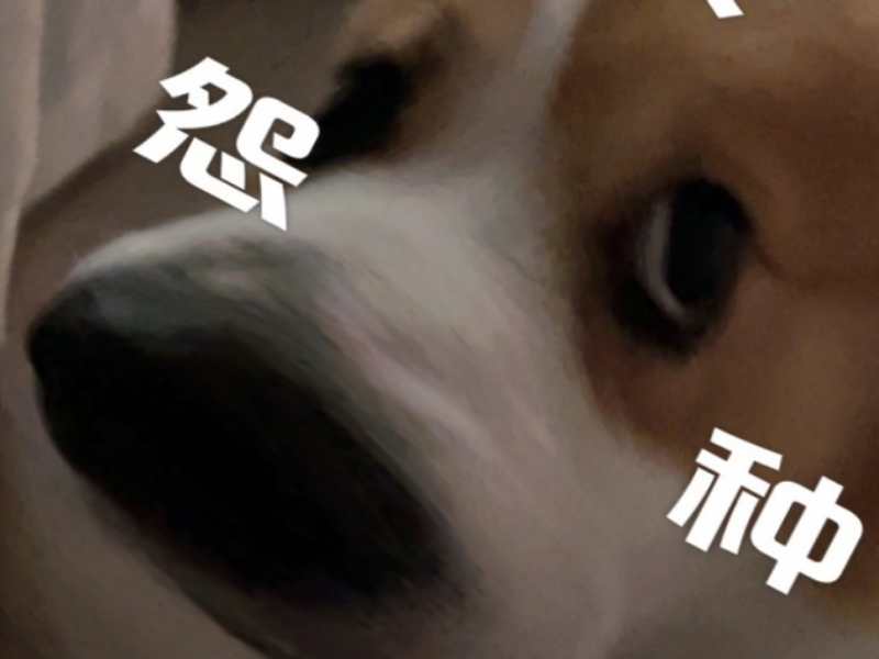 怨种表情包