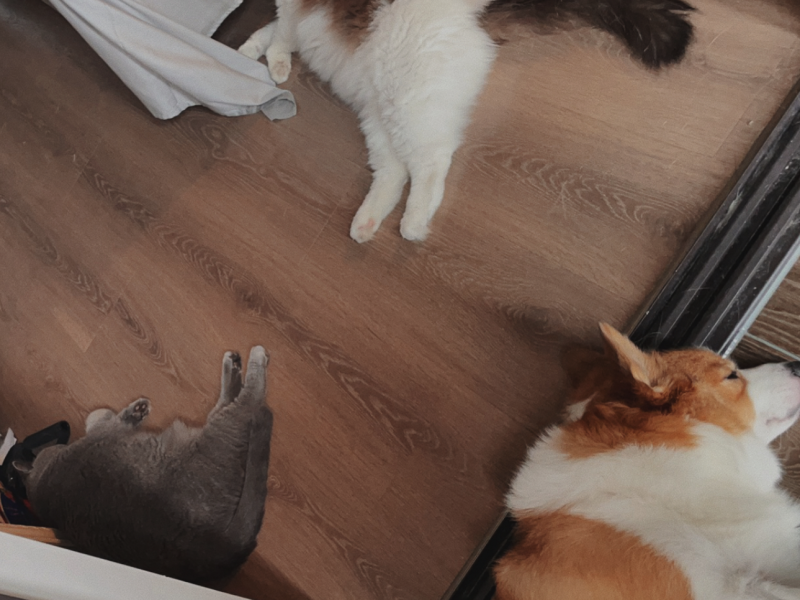空调房zzz（可惜猫咪送走了）