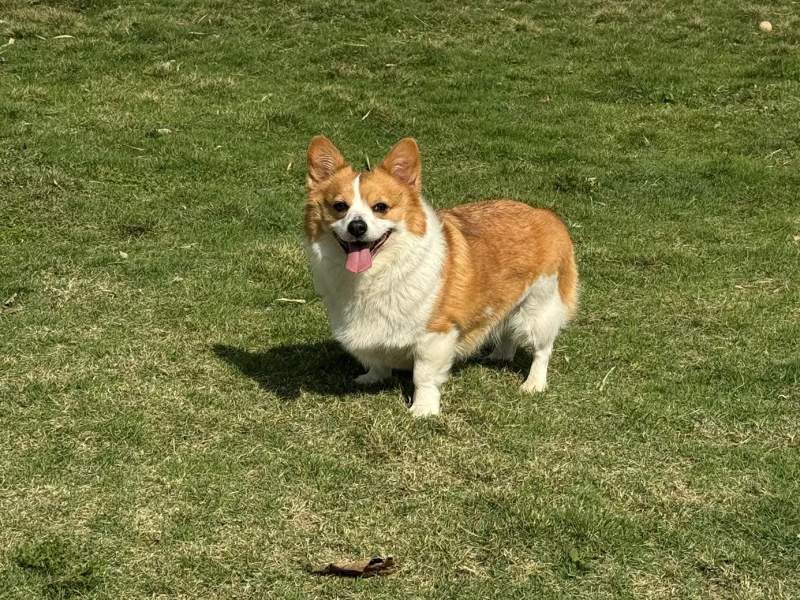 阳光和🐶
