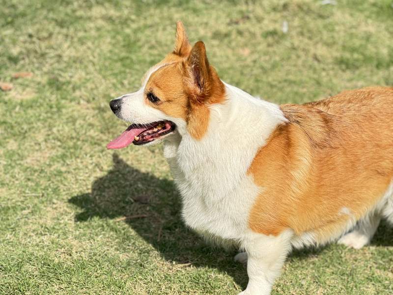阳光和🐶